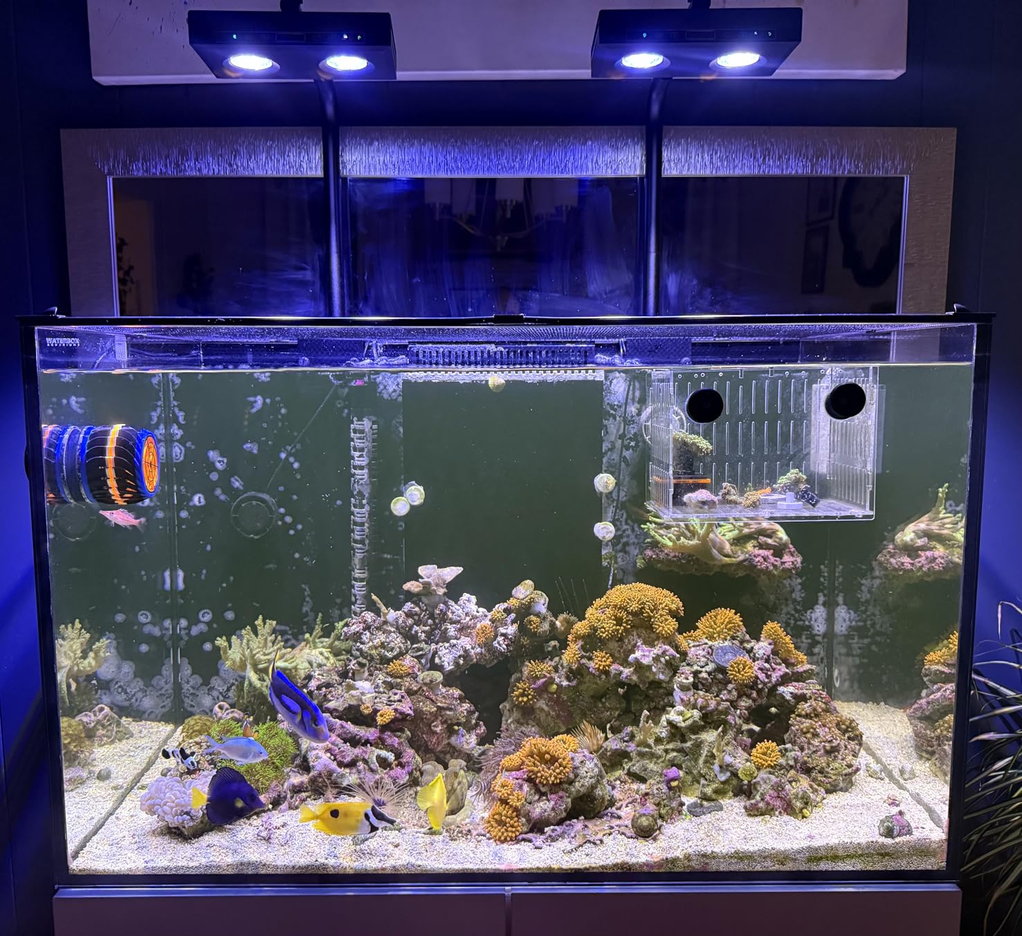 High Power DIY Spectrum 90W G5 - đánh giá và giá Aqua Marine Tank