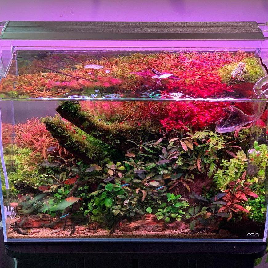 WEEK AQUA Aquarium Led Vivid L - đánh giá và giá Aqua Marine Tank